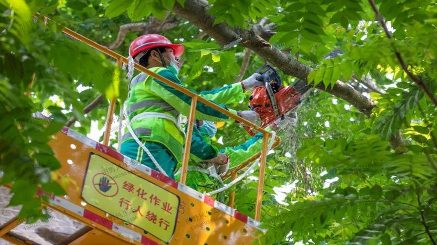 蚌埠解放路2邊綠化工程