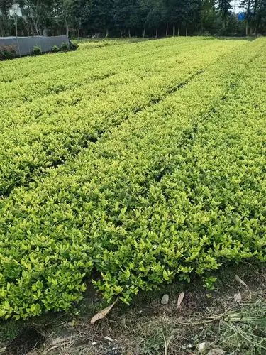 家庭園林景觀設(shè)計(jì)哈爾濱